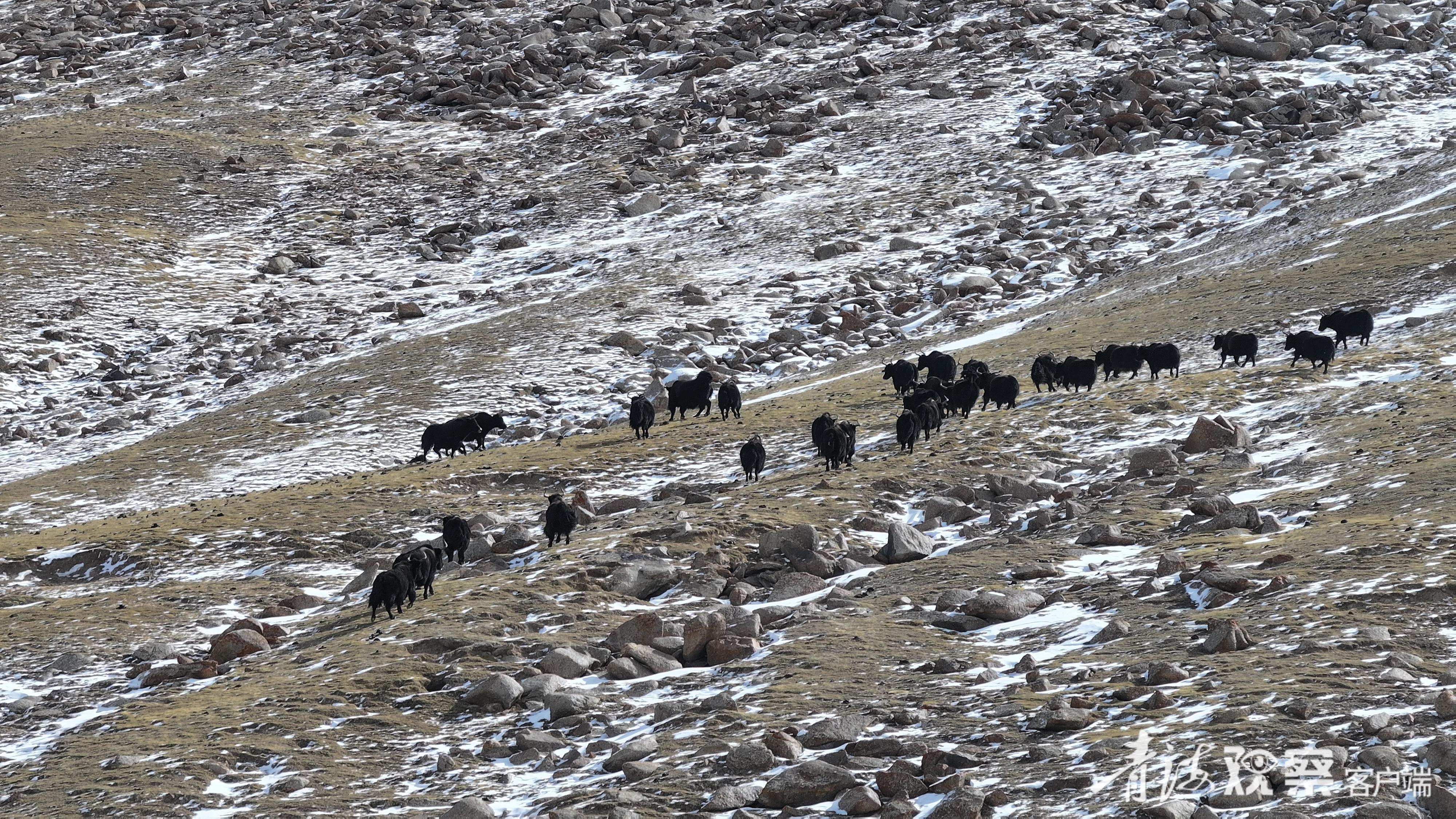 山坡上的野牦牛群。青海日报融媒体记者 张多钧 才贡加 摄