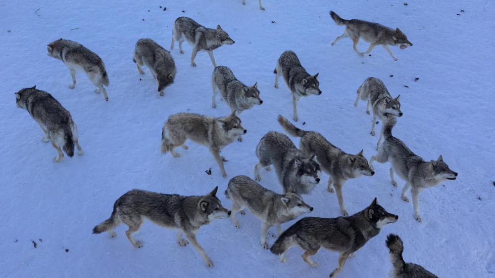 12月25日,青格里狼山国际滑雪场旁西北狼园里的狼群在等待游客投喂。新华社记者 王立明 摄