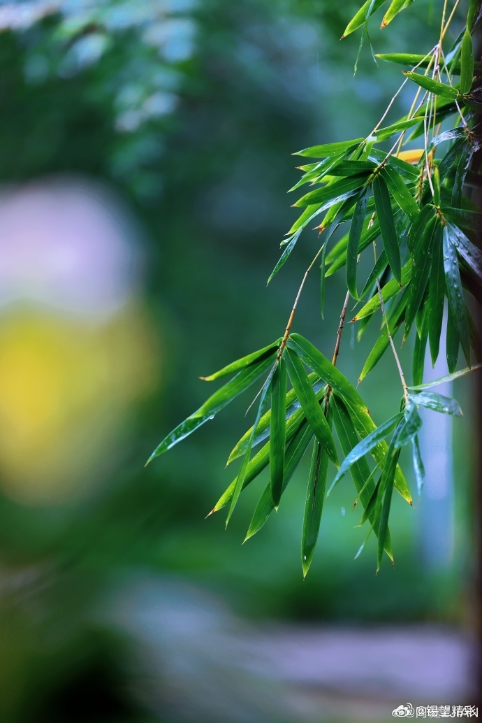 #你早,无锡# 细雨漫过鼋头渚江南兰苑，青瓦滴响，翠竹含烟~#行摄无