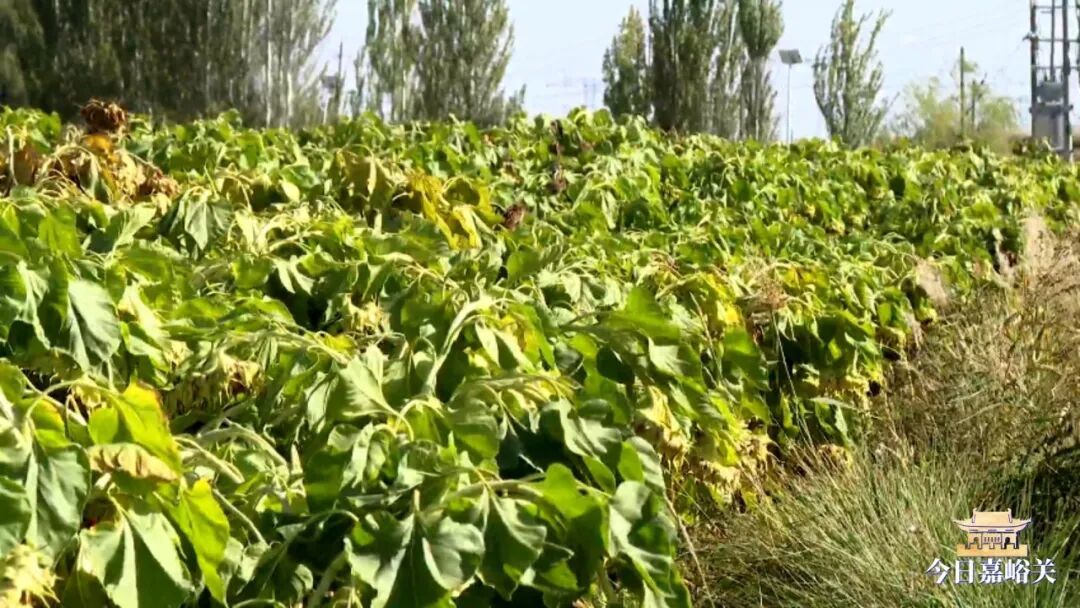 中沟葵花熟042_LOW_0.mp4_20261009_110832975.jpg