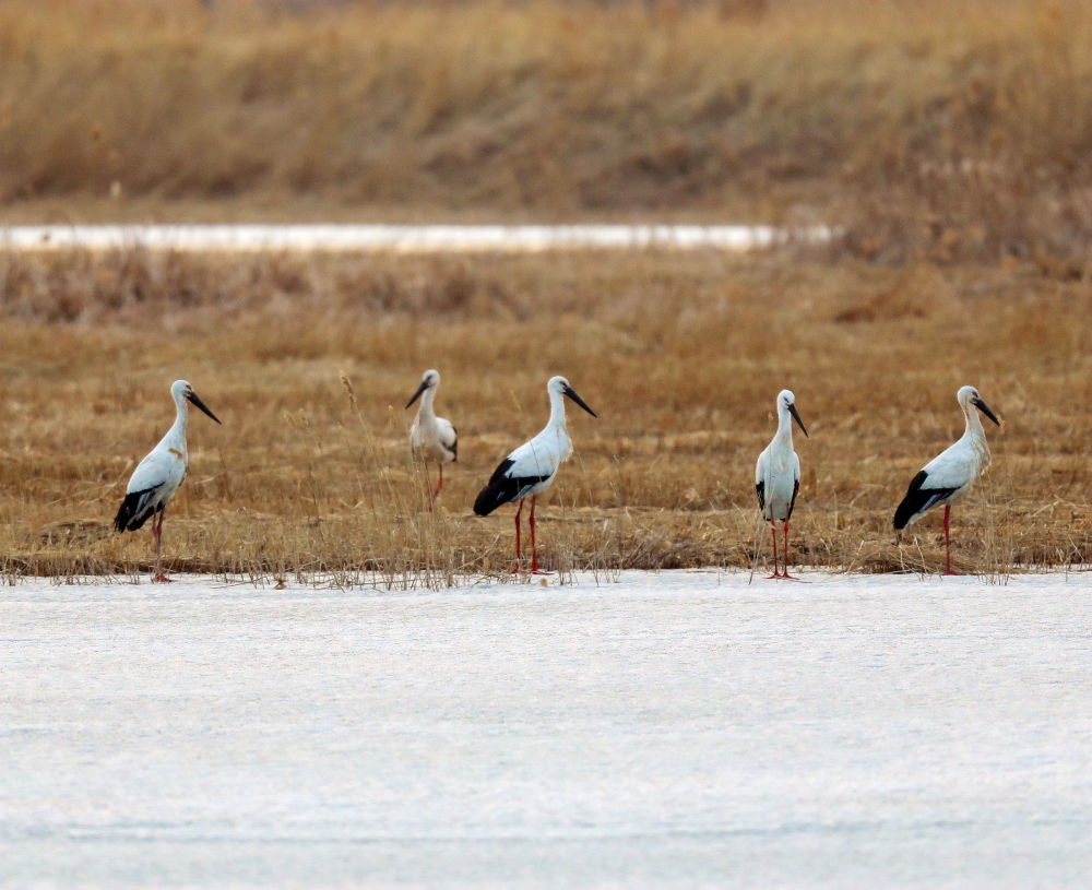 2020年3月22日，东方白鹳在查干湖畔休憩。查干湖通过巡护排查、伤鸟救治、智慧监测等举措，为候鸟提供优质的栖息环境和安全的迁飞通道。截至2025年11月3日，查干湖的国家一级重点保护鸟类由过去的8种增加至17种，国家二级重点保护鸟类由过去的35种增加至52种，东方白鹳、白皮鹭、青头潜鸭等珍稀濒危鸟类也会选择在查干湖筑巢繁殖。