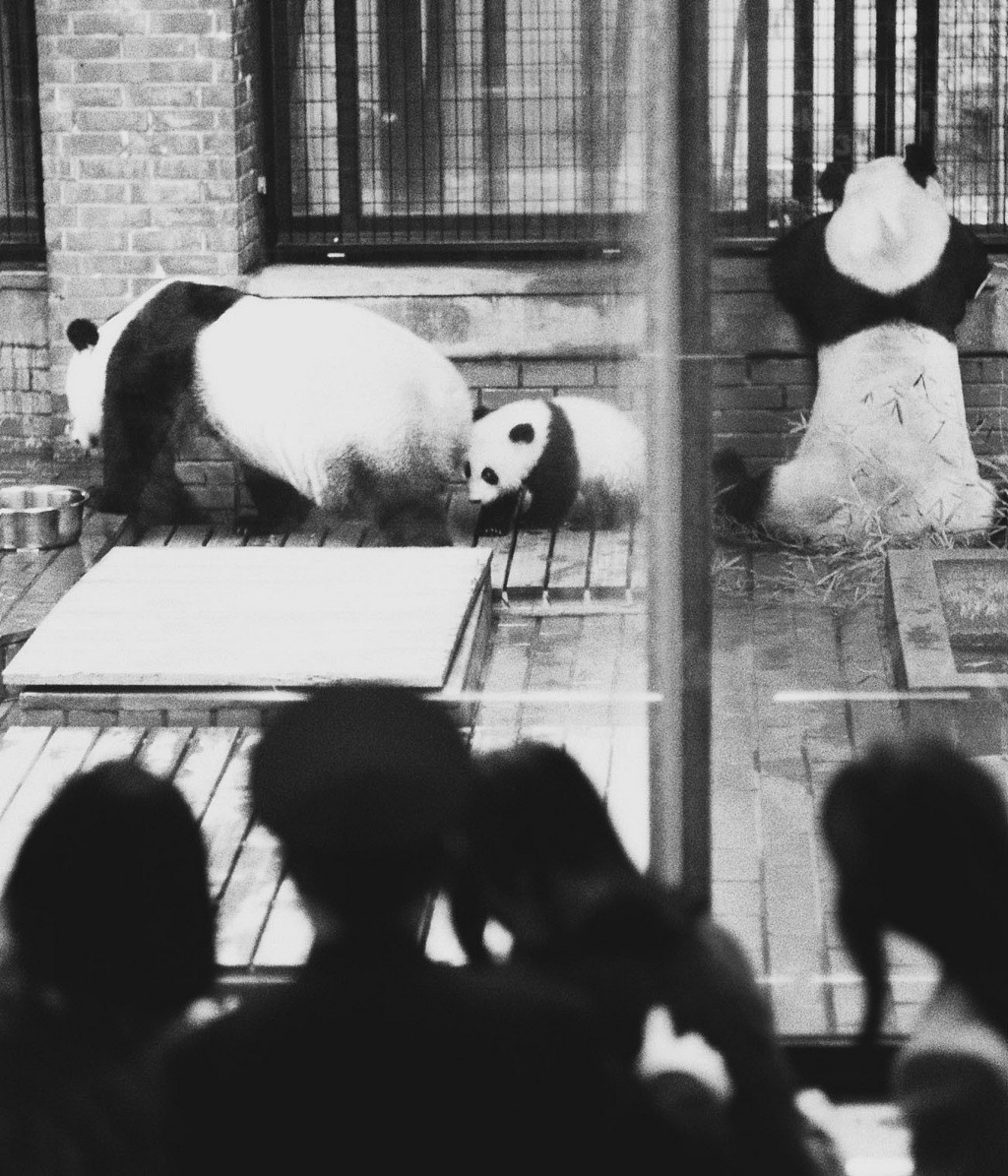 1986年12月17日,日本东京,大熊猫“欢欢”“飞飞”和幼崽“童童” 一家三口和观众见面。“童童”不幸在2000年7月死亡。