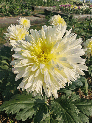 菊花.gif