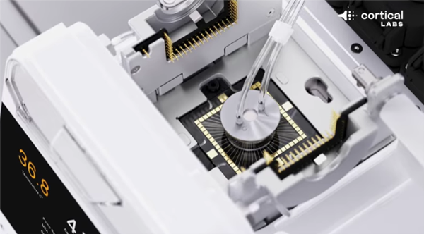 20万个活体人类神经元在电脑芯片上激活！竟然能自己玩《毁灭战士》游戏