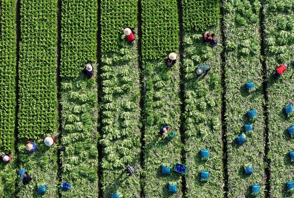 2026𻂊&#2637624日，农民在四川彭州市九尺镇玉源社区的田地里采收油麦菜（无人机照片）。新华社发（罗国杨 摄）