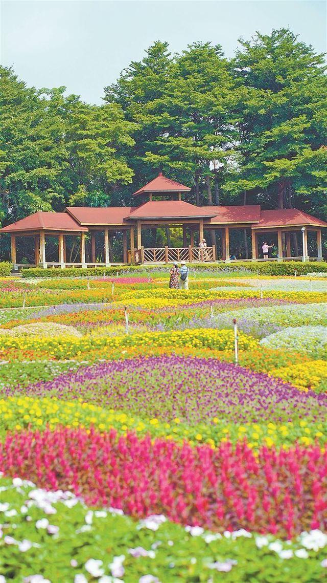 园博苑的花田色彩鲜艳。(厦门日报拍客 秀秀 摄)