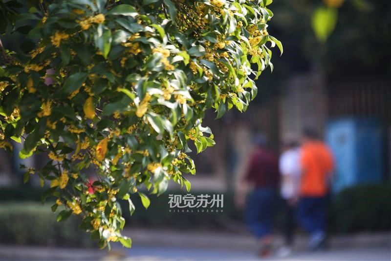 10月8日,张家港市金港街道道路两旁桂花竞相绽放,馥郁芬芳弥漫街头。不少市民被这醉人香气吸引,纷纷放慢脚步,沉浸在这秋日独有的浪漫之中。