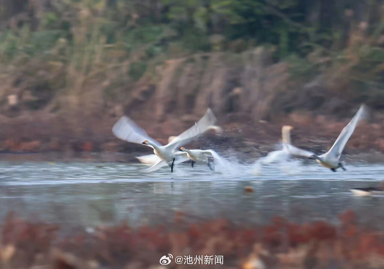 【“贵客” 即将抵达池州！】芦荻摇曳，秋水澄澈。霜降之后，平天湖国家