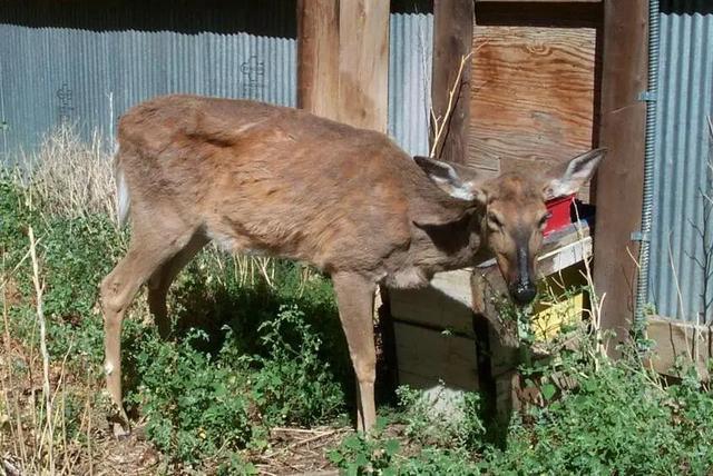 一头患病的鹿（图片来源：Terry Kreeger按天配资开户服务网, Wyoming Game and Fish and Chronic Wasting Disease Alliance. /wikipedia-Public Domain）