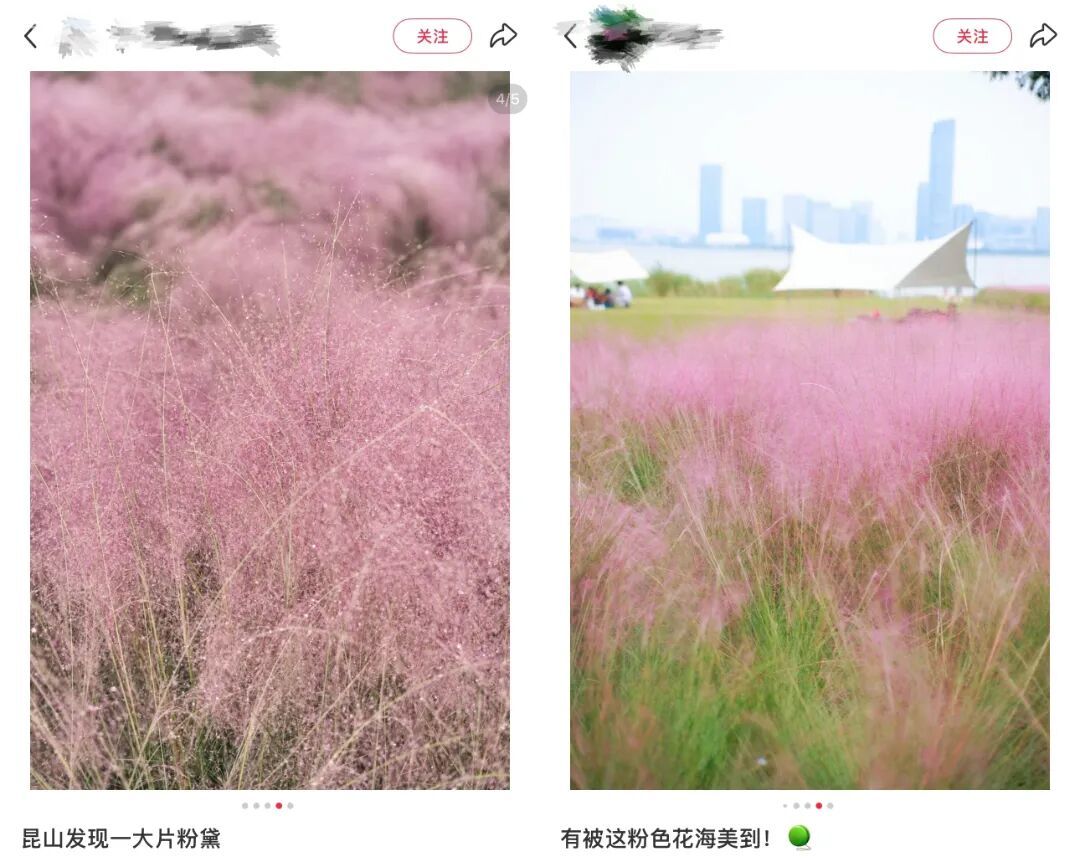 粉黛乱子草111_副本.jpg
