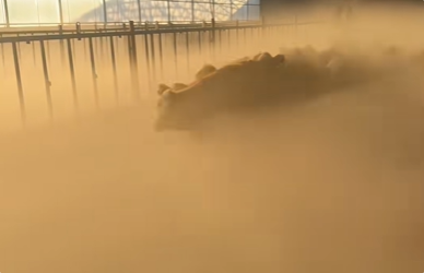 北方冬天的奇幻一幕!40℃温差让牛棚秒变凌霄宝殿