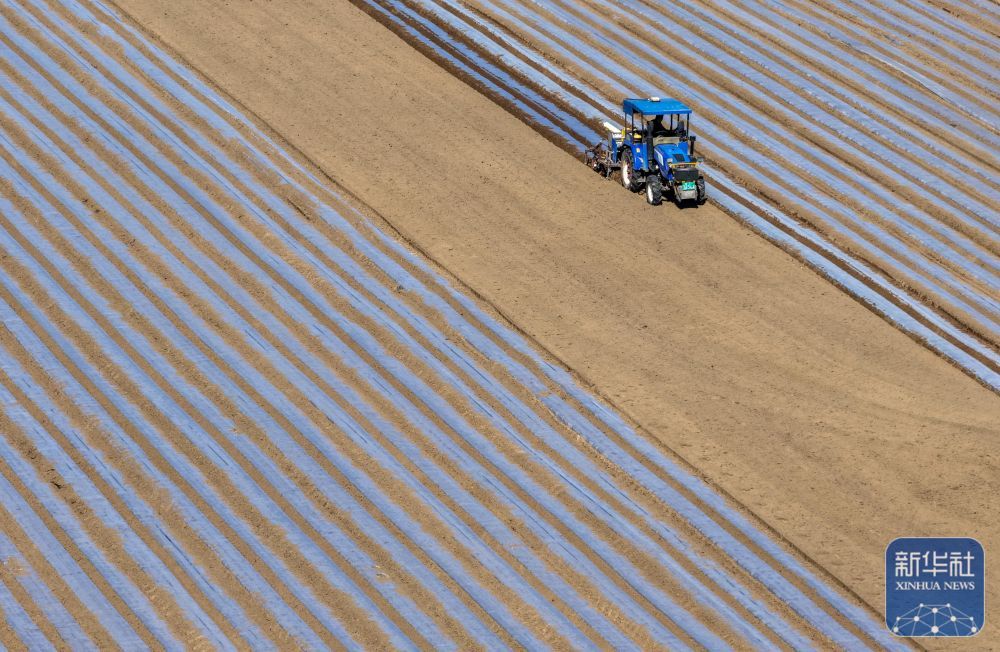 ↑ 4月10日,河北省石家庄新乐市辛合庄村农民播种花生(无人机照片)。新华社发(张晓峰摄)