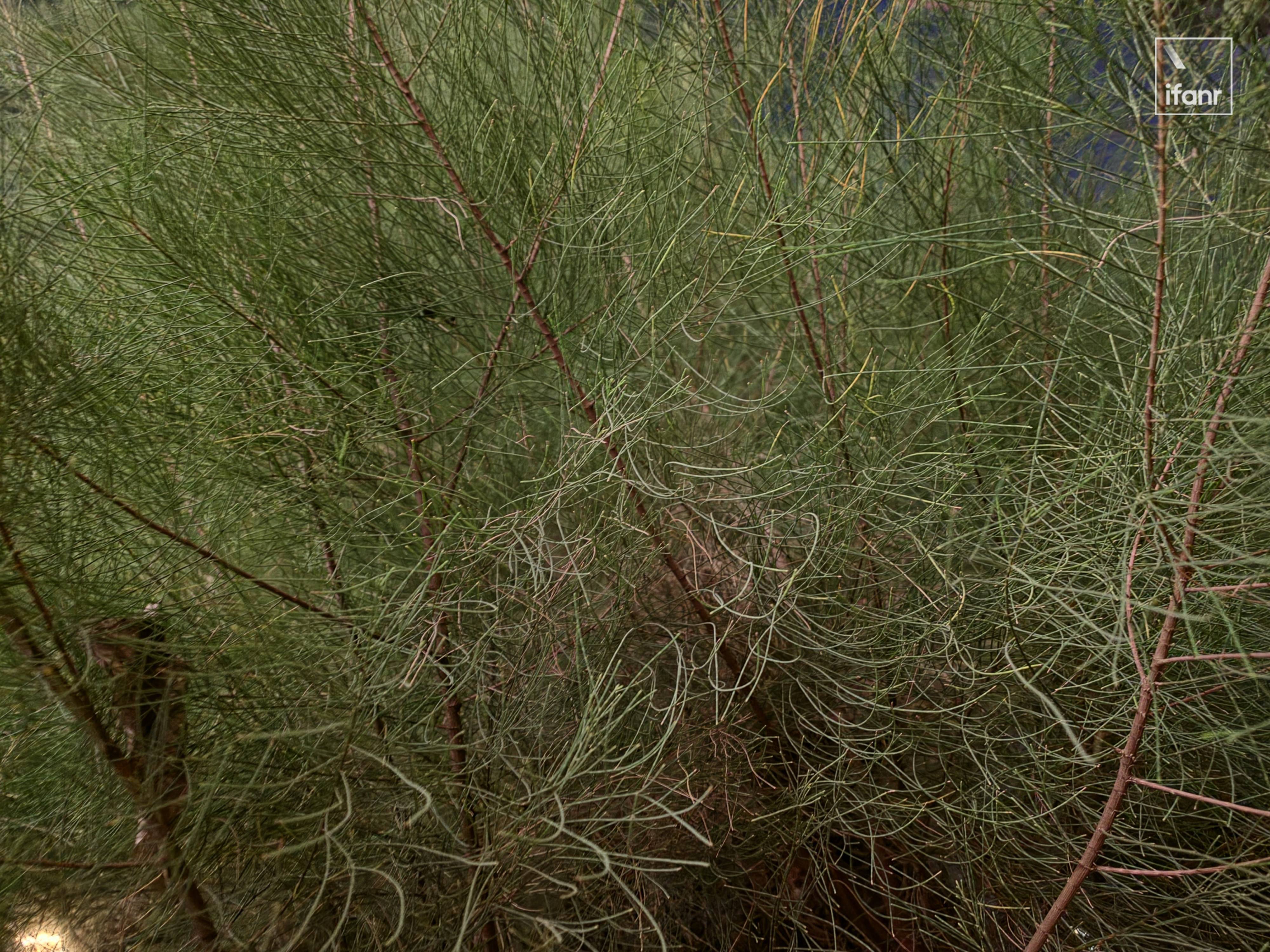 2026 年第一个机皇,粉丝先买|三星 S26 Ultra 评测