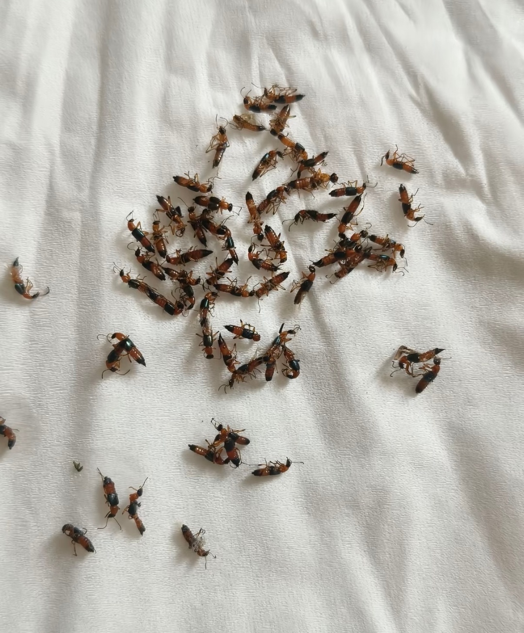网友发布的隐翅虫