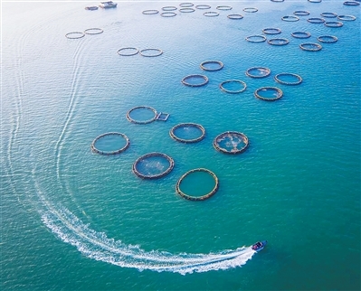 位于湛江湾特呈海域的海洋牧场。受访者供图