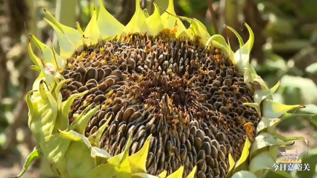 中沟葵花熟032_LOW_0.mp4_20261009_102001740.jpg