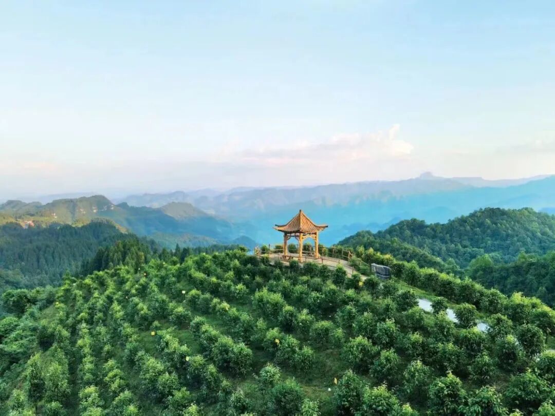 保护-南川大树茶仿原生境栽培基地.jpg