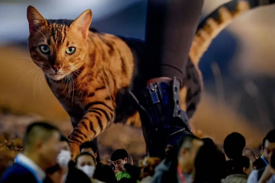 在虐猫群,恶意像病毒一样被复制、传播。