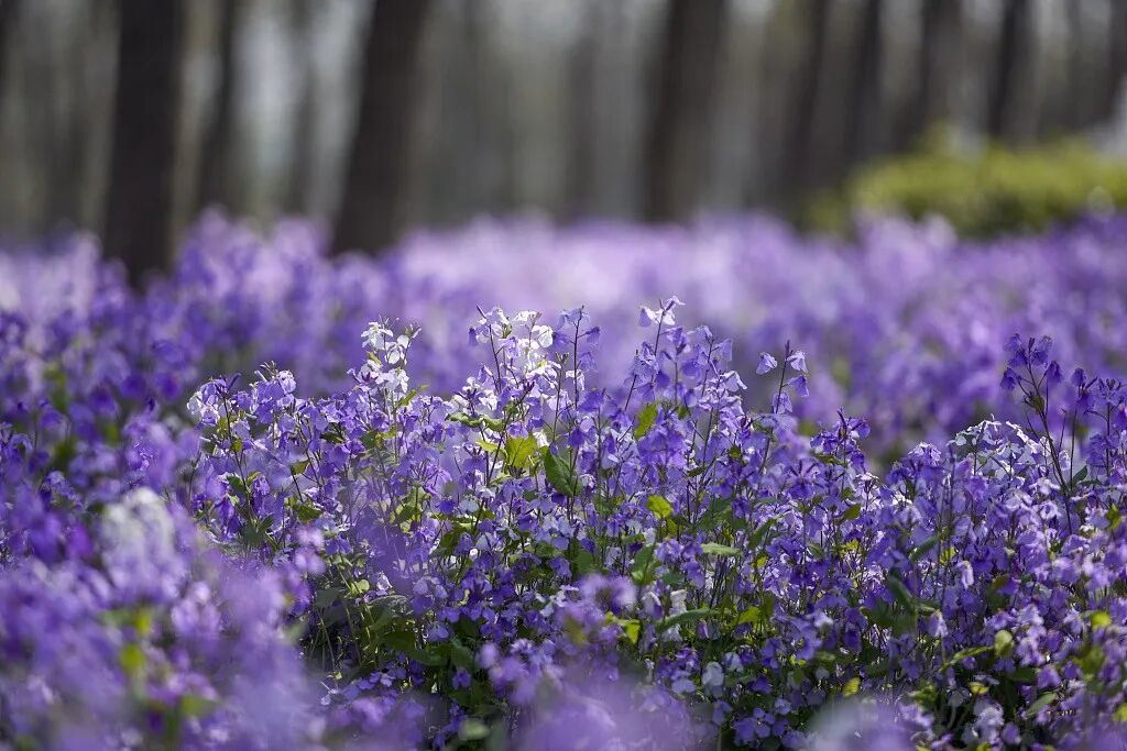 Orychophragmus violaceus: Tenderness blossoms in city parks - CGTN