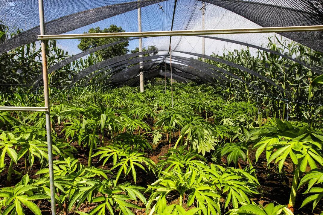 魔芋种植基地 (1).jpg