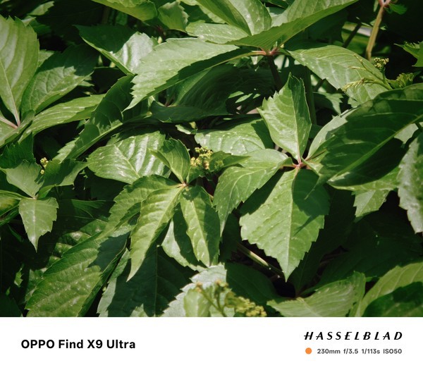 使用OPPO Find X9 Ultra拍摄