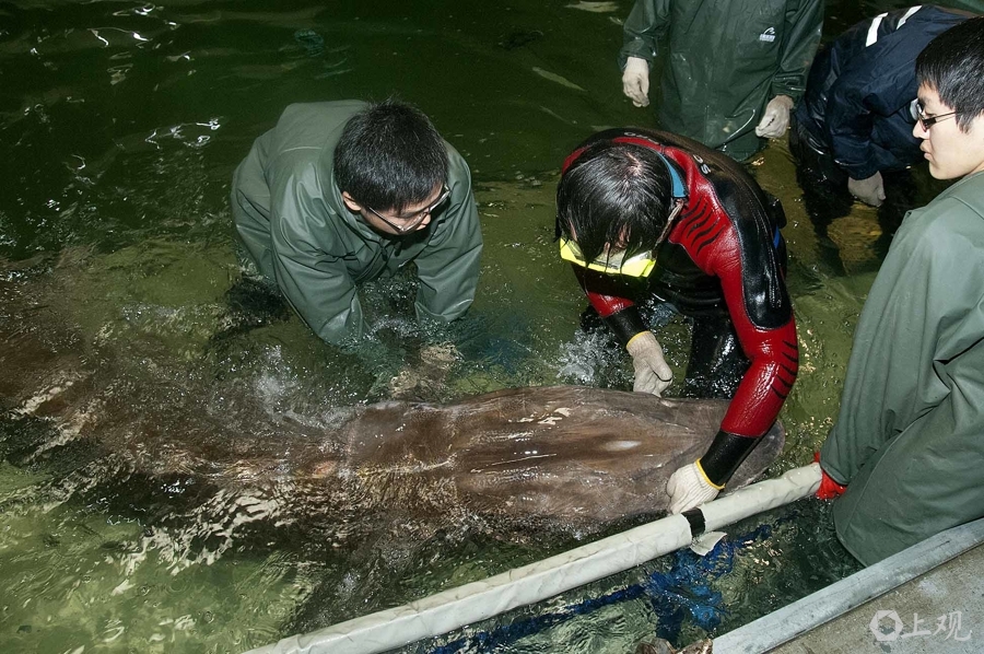 资料图：2014年3月8日在长江口抢救的受伤中华鲟
