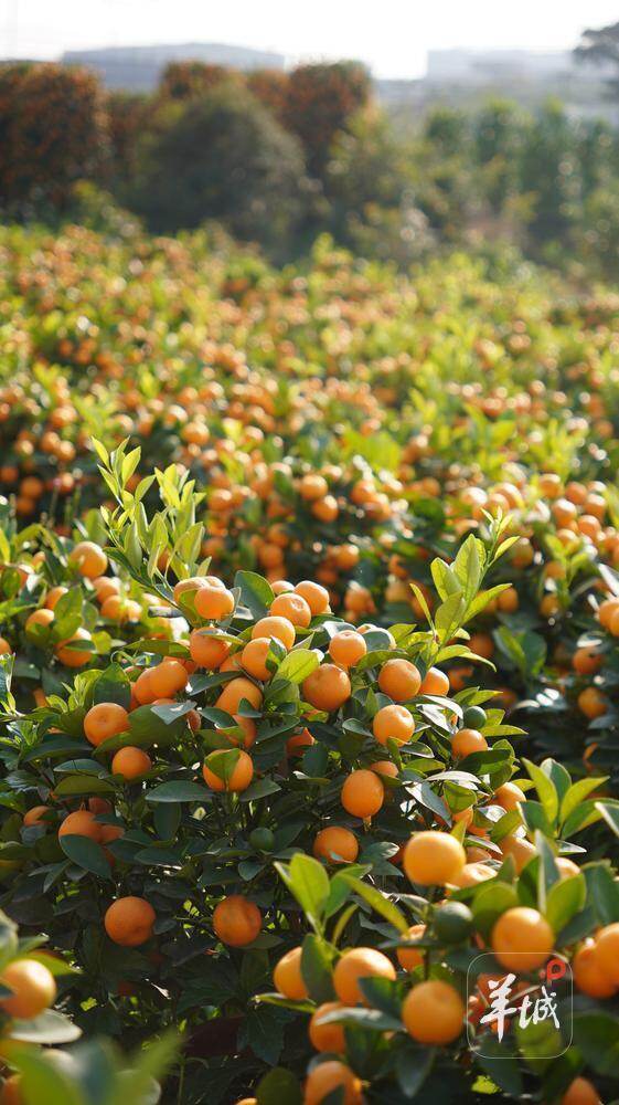 年桔种植基地里，黄澄澄的果实缀满枝头
