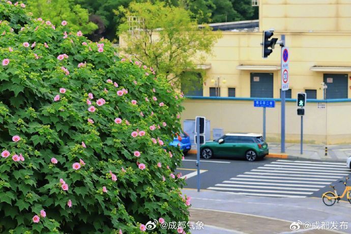 【#成都芙蓉进入最佳观赏期#！送你一片美景】进入秋天后，枝头上的热闹
