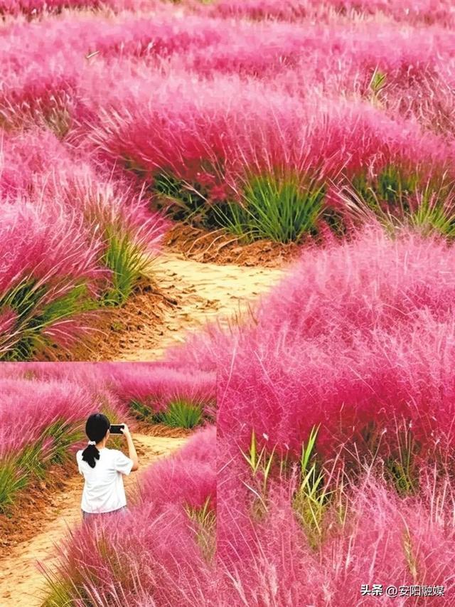 连日来，殷墟景区旁，粉黛草如梦似幻，引来游客打卡。《河南日报》资料图片