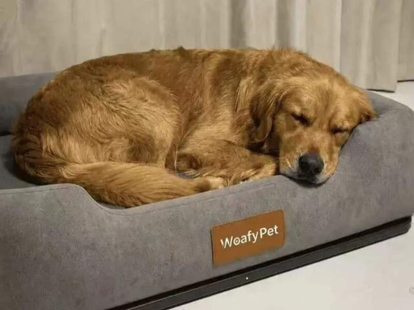 WoafyPet 智能狗窝,受访者供图
