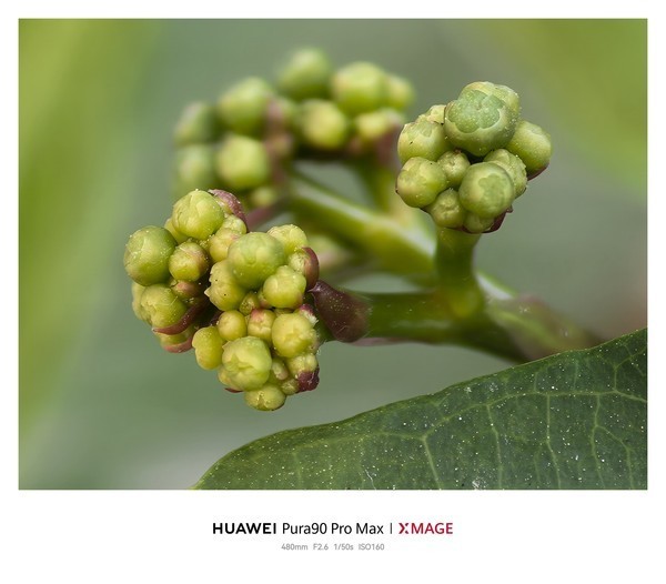 华为Pura 90 Pro Max长焦微距