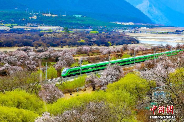2025年西藏林芝桃花盛开时节，高原复兴号奔驰于拉林铁路上。马生明 摄