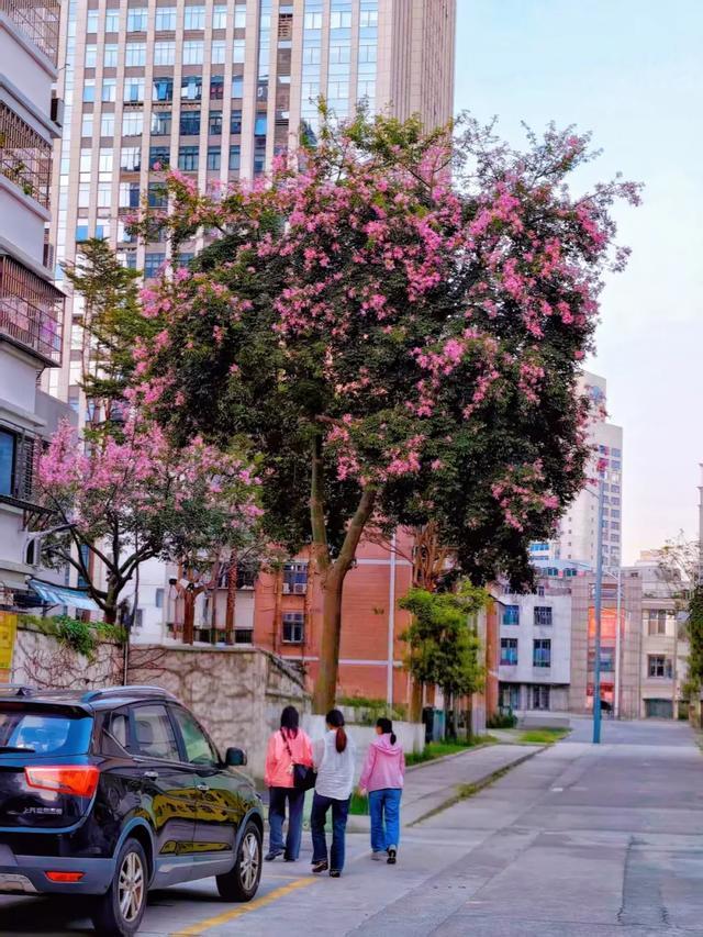 厦禾路双涵路口 市绿化中心徐光辉摄