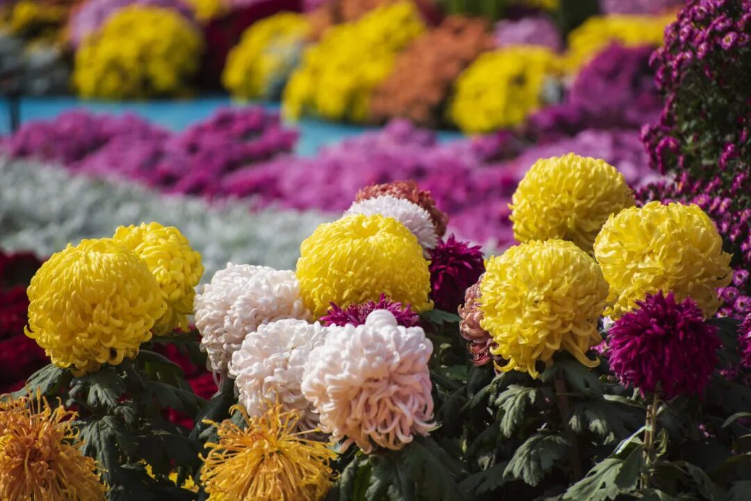 摄图网_501430133_banner_秋天菊花(企业商用).jpg