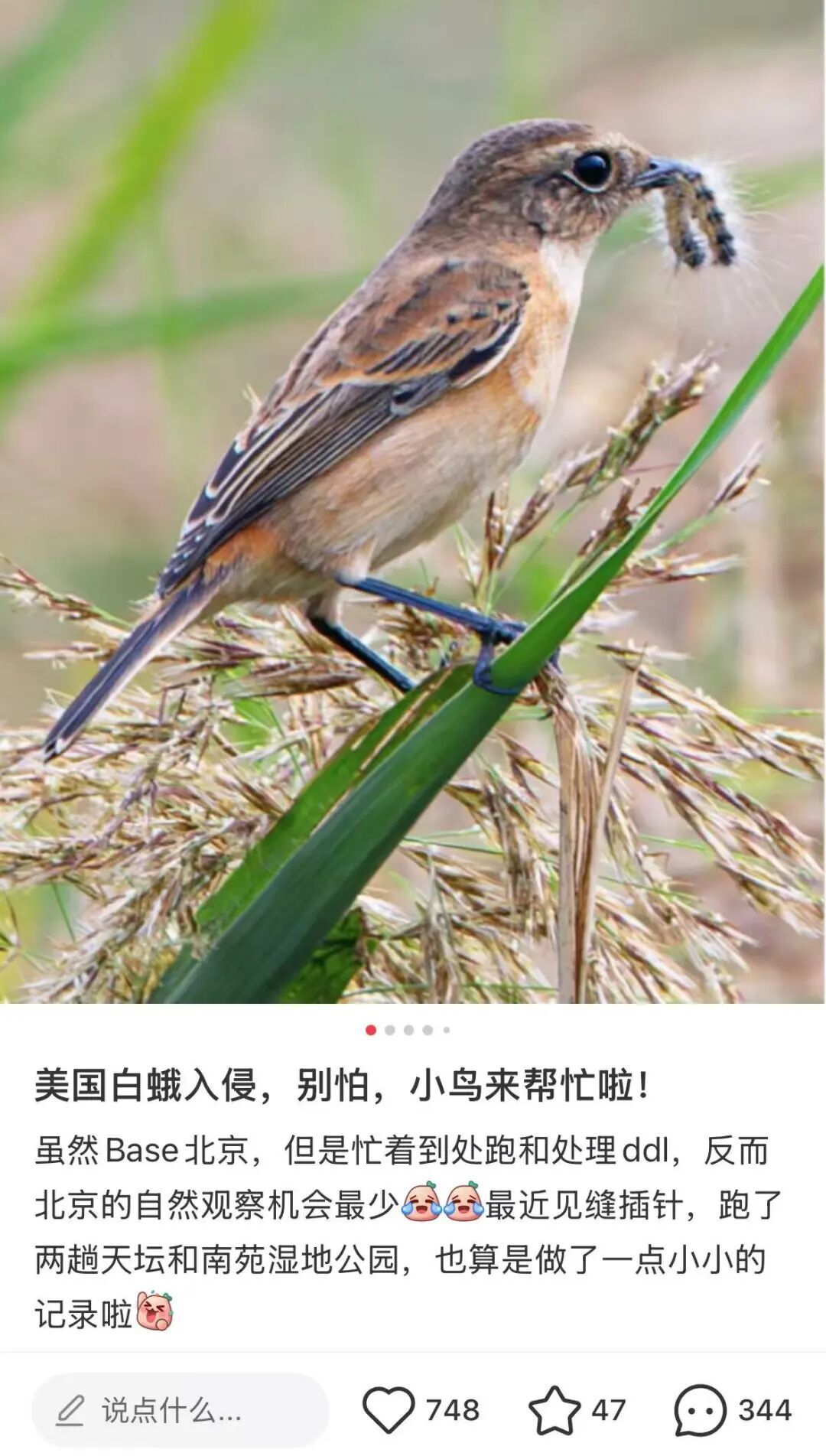 小鸟成为捕食毛毛虫的大功臣。(图/小红书截图)