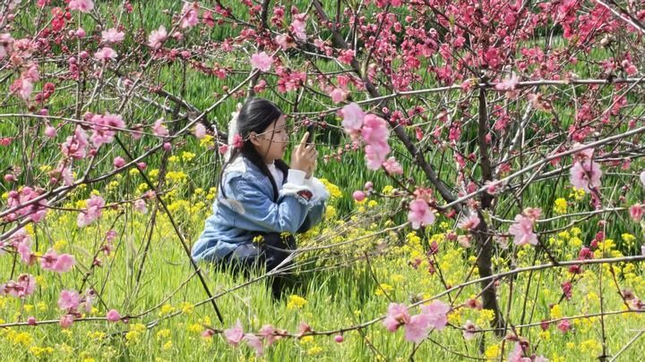 3月21日，游客在湖北荆门市屈家岭管理区桃园拍照打卡。新华社发