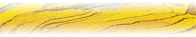  丰收时节，看稻香里的新品种（经济新方位） 