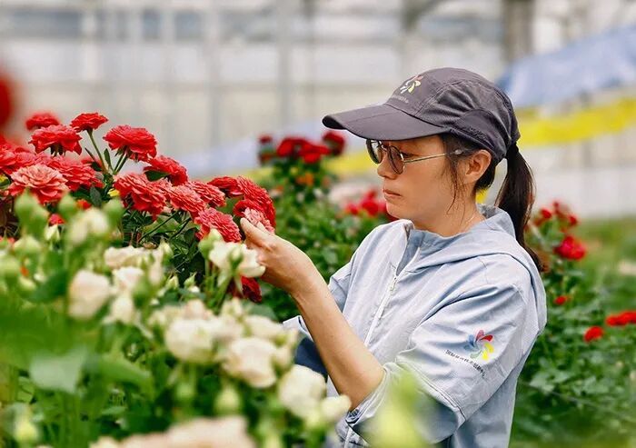 ·蔡艳飞在花圃里查看选育的月季新品种长势。(人民网记者 符皓/摄)