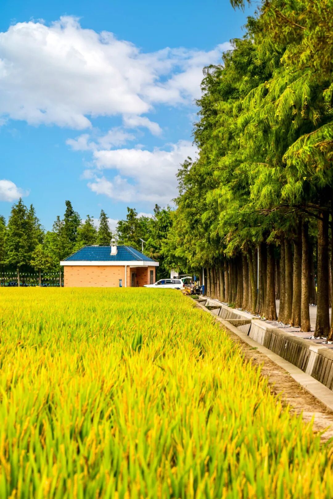 10.13 宝山花红村 朱旭洁摄 (26 - 30).jpg