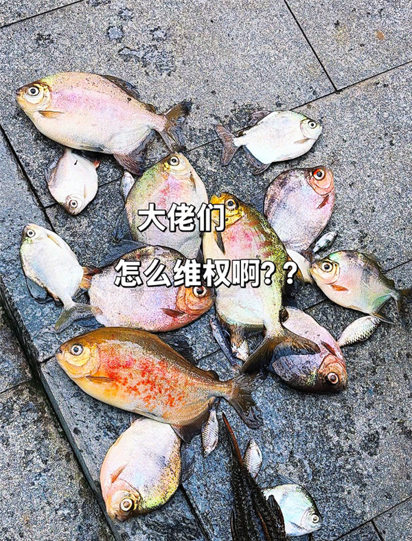 养鱼爱好者的噩梦！沃尔达智能插排遭黑客攻击：一缸鱼全没了