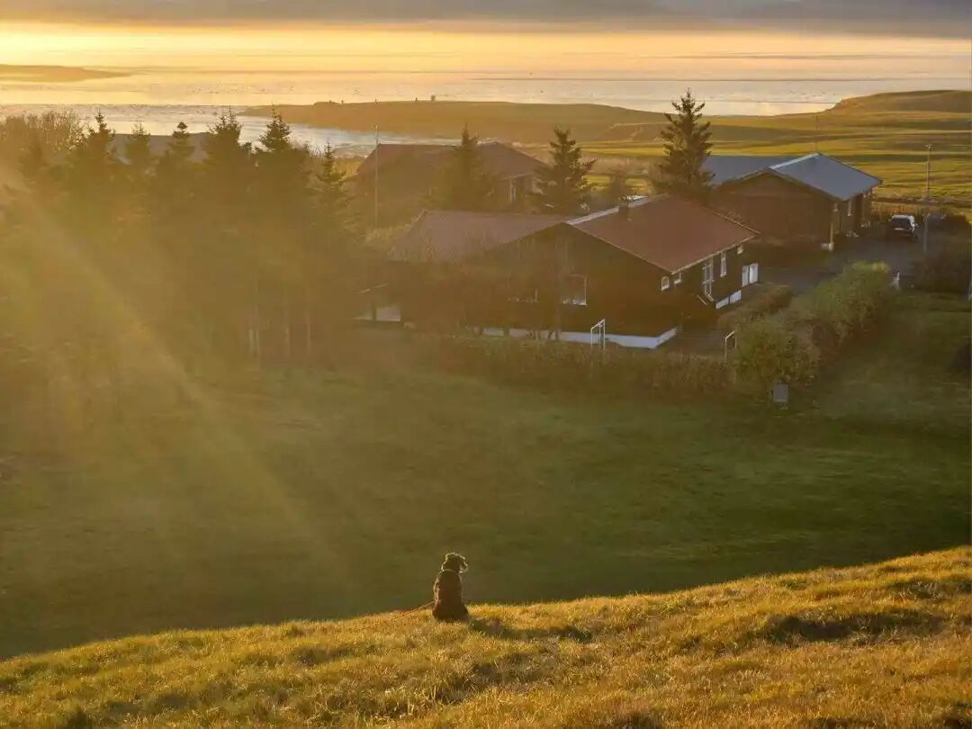 Megan 的小狗/受访者提供