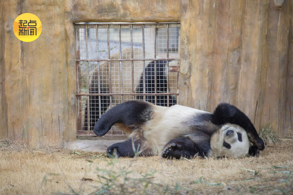 憨态可掬的大熊猫