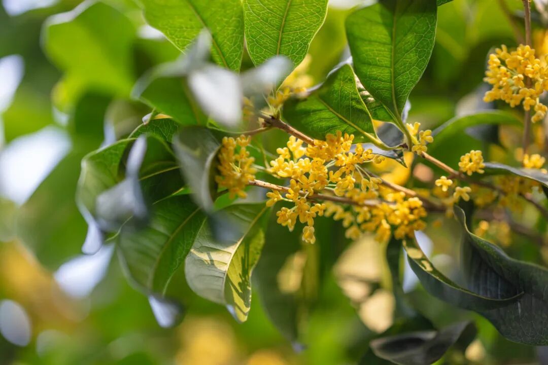 摄图网_702201248_秋日金桂飘香_(企业商用).jpg