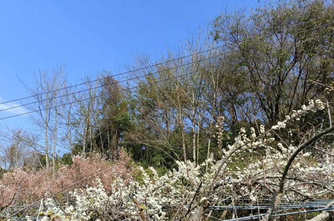 植树二十多年的果园。图/阿宝