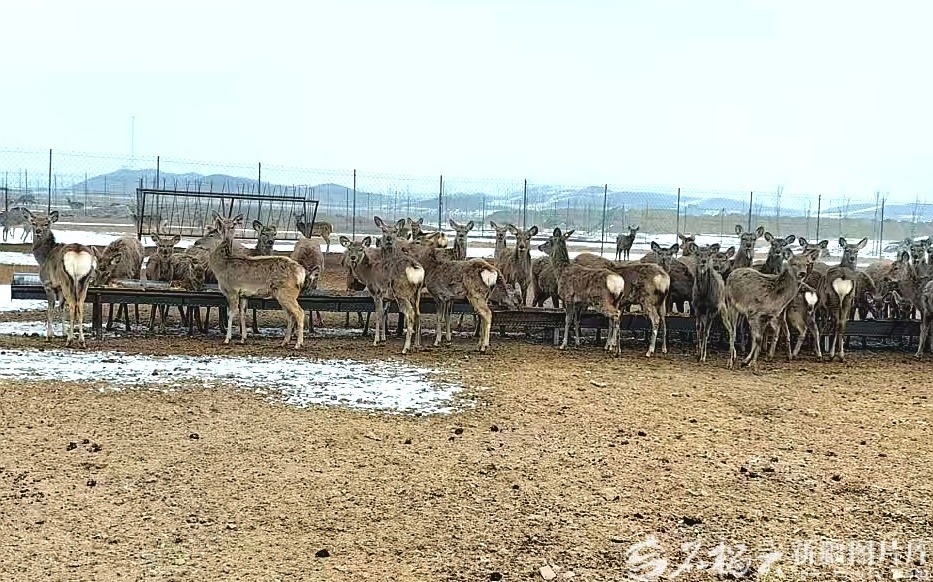 养殖基地里的梅花鹿正在进食。天山网-新疆日报记者 曹华摄