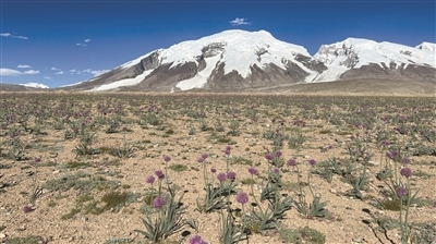 帕米尔高原的旷野,长满野葱
