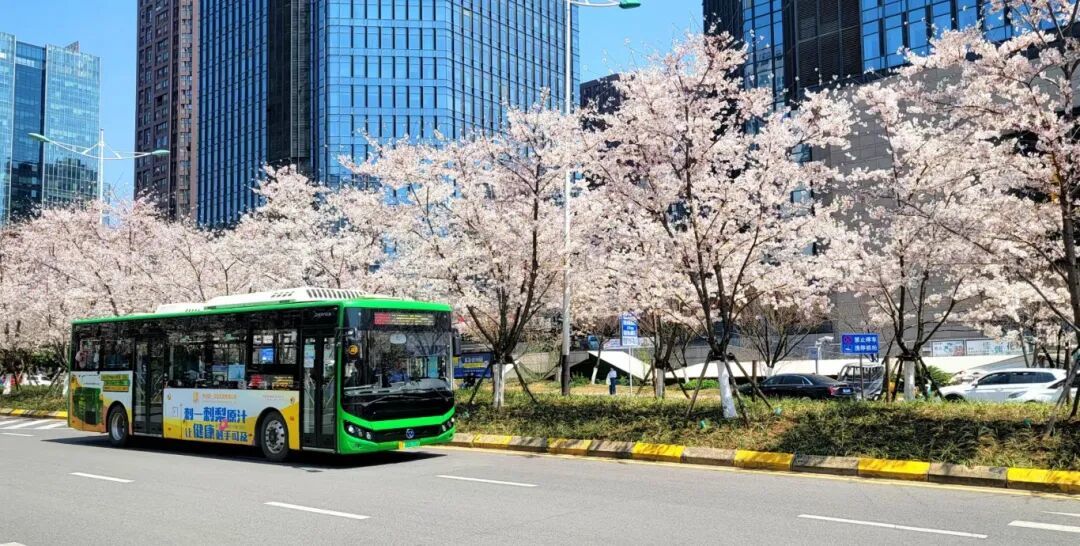 摄图网_701102031_春日城市樱花开满的街道上行驶绿色公交车（企业商用）.jpg