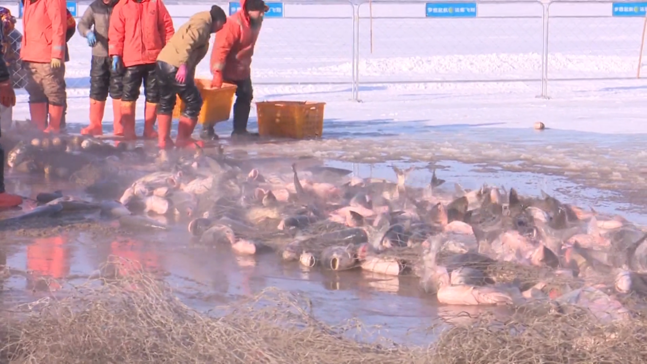 图为沈阳法库县财湖冬捕现场