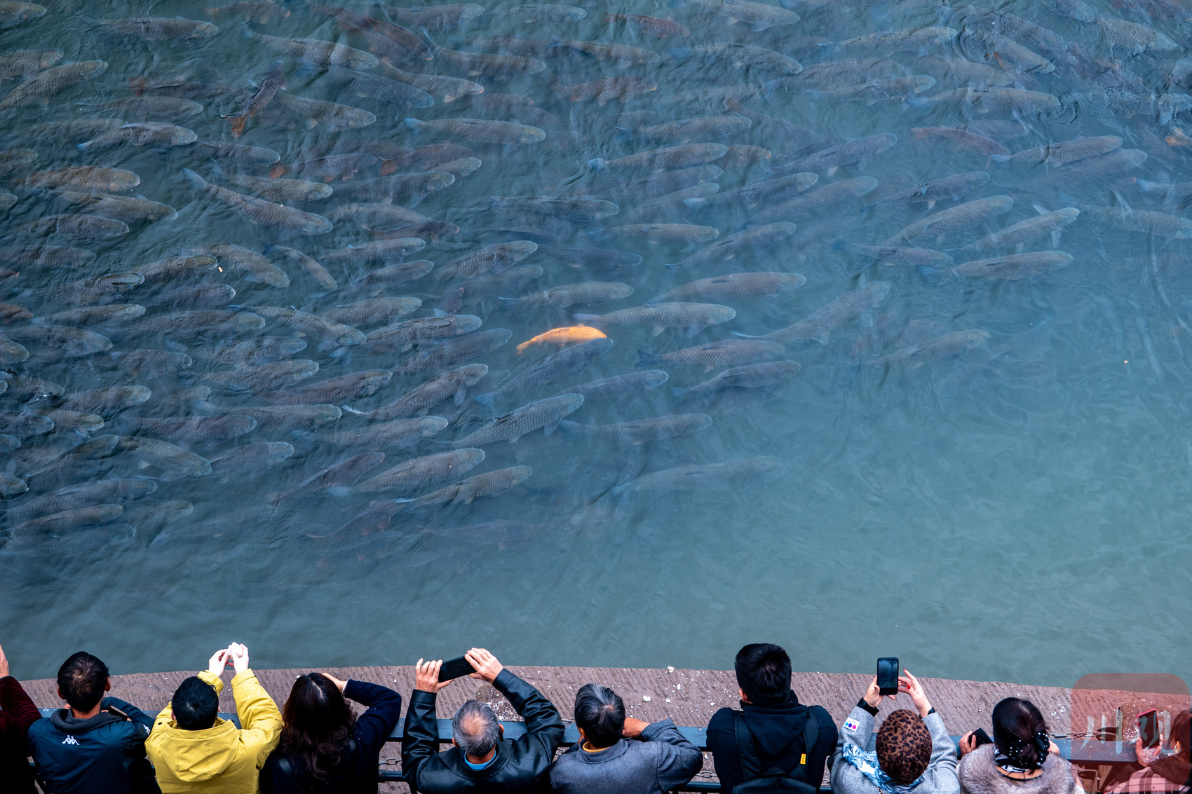 2025年11月11日，宜宾合江门金沙江与岷江交汇处，野生鱼群正追逐着游客抛撒的鱼食。川观新闻记者 何海洋 摄