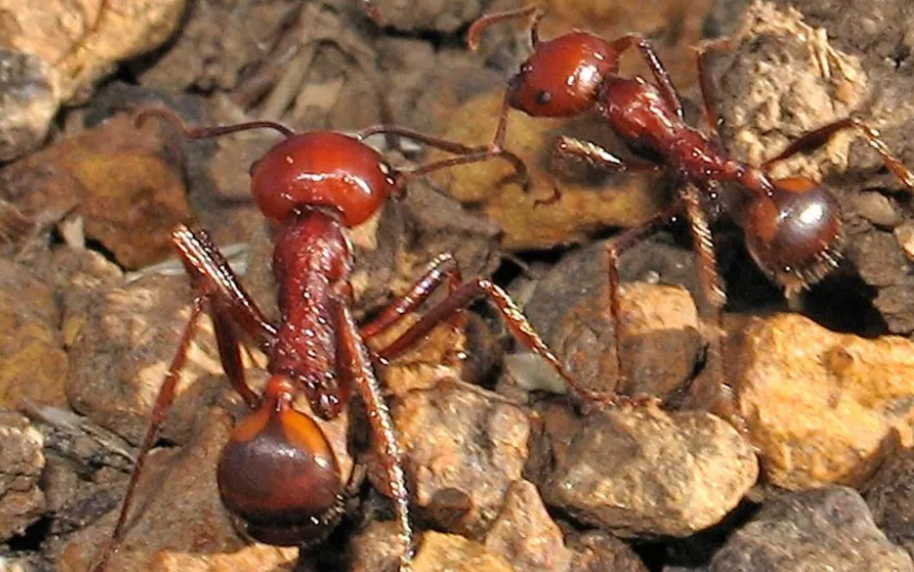 巨型非洲收割蚁 图源：英媒